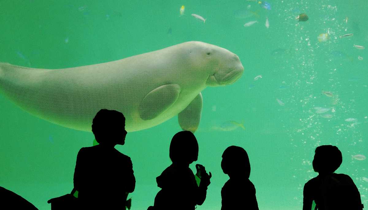 多種多様な水生生物の命を預かり その素晴らしさを世の中に広げる 水族館職員 のお仕事 日本の人事部